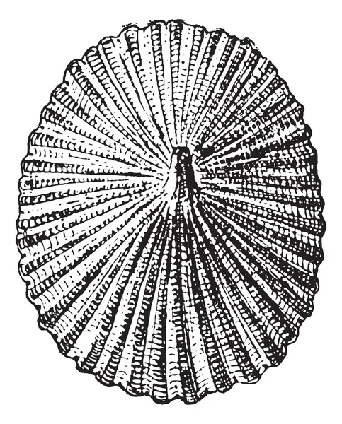 Barnacle или Lepas sp., винтажная завивка — стоковый вектор