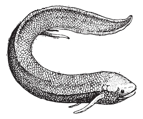 Lungfish sudamericano o Lepidosiren paradoxa, grabados vintage — Vector de stock