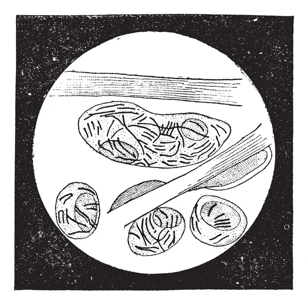 Mycobacterium leprae, gravure vintage — Image vectorielle