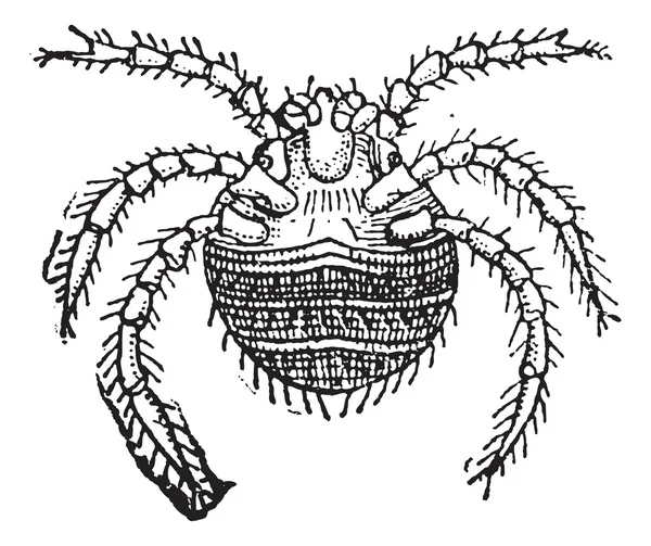 Hasat mite veya trombicula autumnalis, antika gravür — Stok Vektör