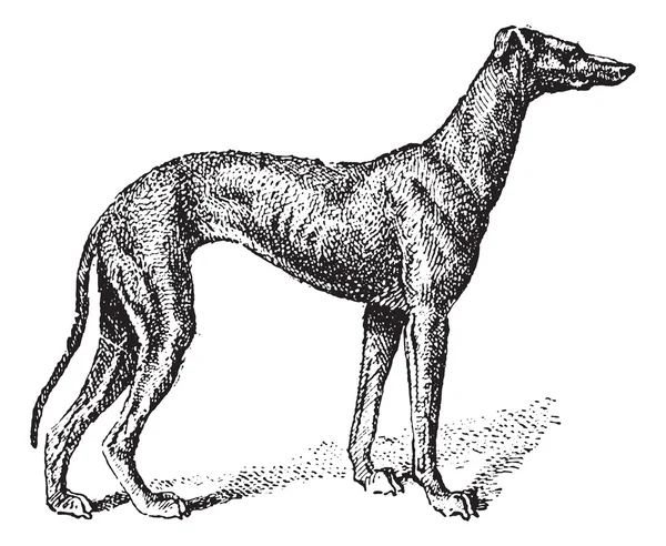 Greyhound, vintage gravyr — Stock vektor