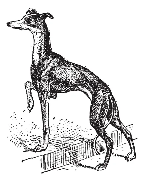 Greyhound, vintage engraving — Stock Vector