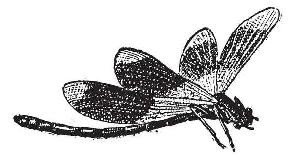 Dragonfly, vintage engraving — Stock Vector