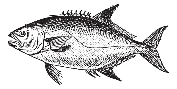 Leerfish or Lichia amia, vintage engraving — Stock Vector