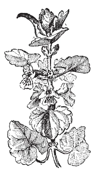 Lierre moulu ou Glechoma hederacea, gravure vintage — Image vectorielle