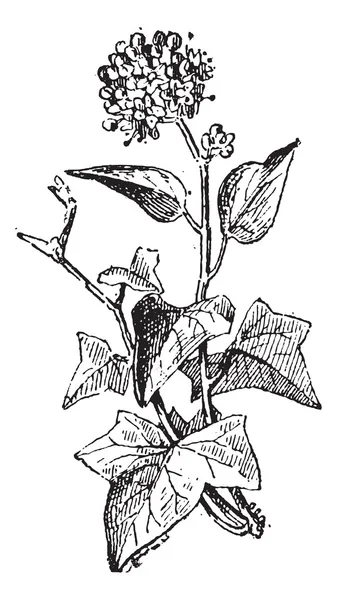 Ivy or Hedera sp., vintage engraving — Stock Vector