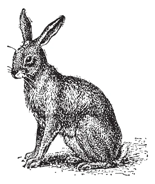野兔或乐普斯 sp.），复古雕刻 — 图库矢量图片