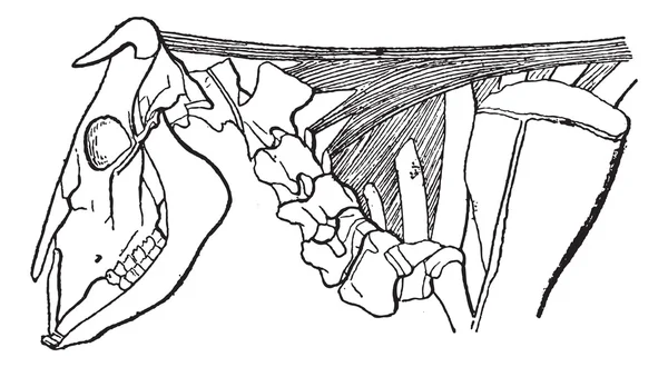 Cervicale ligament bij runderen, vintage gravure — Stockvector
