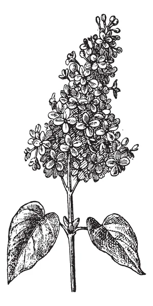 Lilac або Syringa sp., вінтажне гравіювання — стоковий вектор