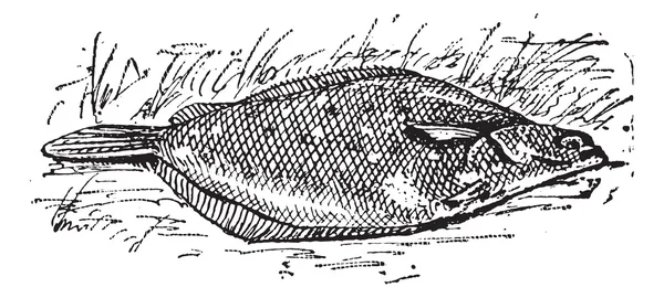 Flounder ou Limanda sp., gravura vintage — Vetor de Stock
