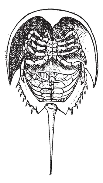 Horseshoe Crab atau Limulidae, ukiran vintage - Stok Vektor