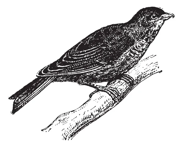 붉은 가슴 방울 새 또는 Carduelis cannabina, 빈티지 조각 — 스톡 벡터