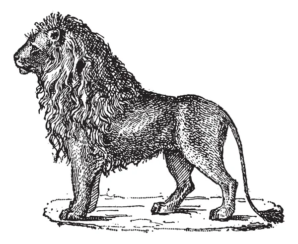 Lion or Panthera leo, vintage engraving — Stock Vector