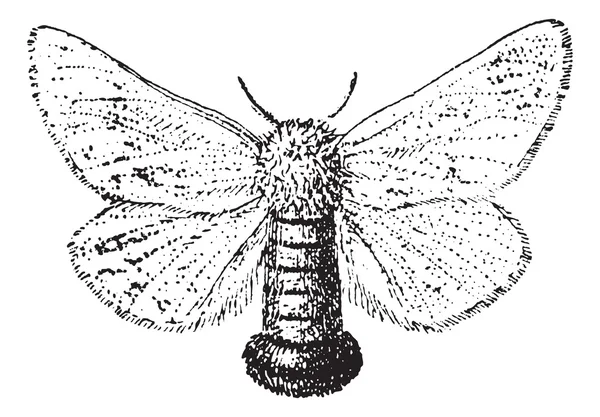 Typsy Moth ou Lymantria dispar, gravure vintage — Image vectorielle