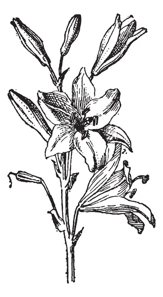 Lily of lilium sp., vintage gravure — Stockvector