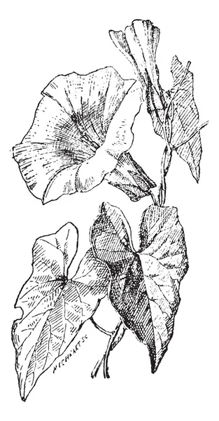 Bindweed o Convolvulus sp., incisione vintage — Vettoriale Stock