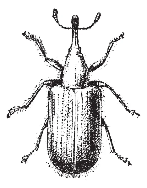 Weevil veya curculionoidea, antika gravür — Stok Vektör