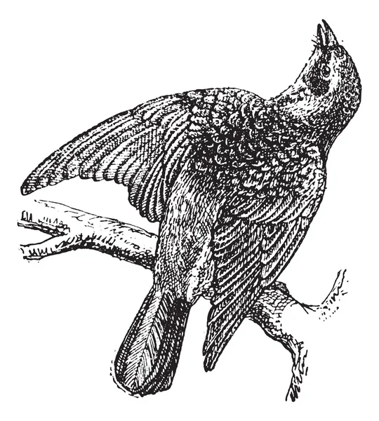 Fieldfare 또는 Turdus pilaris, 빈티지 조각 — 스톡 벡터