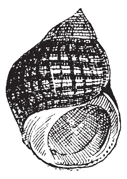 Periwinkle or Littorina sp., vintage engraving — Stock Vector