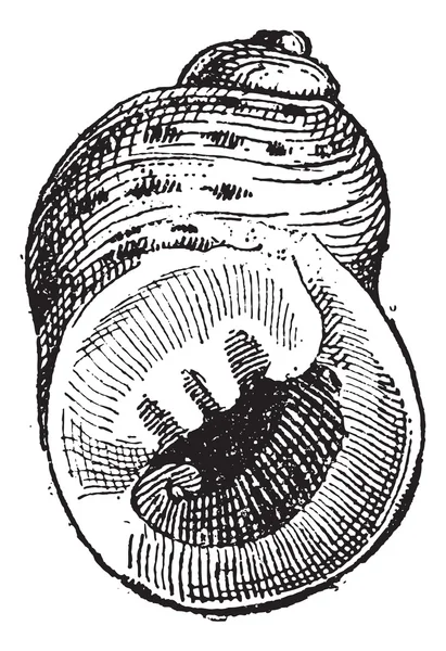 Periwinkle o Littorina sp., grabado vintage — Vector de stock