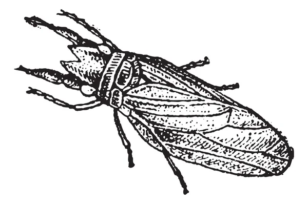 Caddisfly or Trichoptera, vintage engraving — Stock Vector