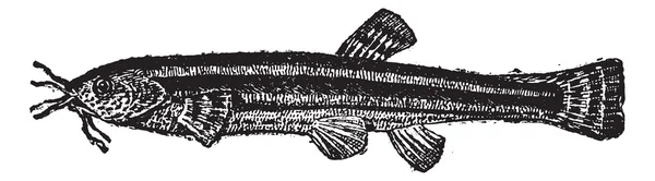 Loach catfish or Amphiliidae, vintage engraving — Stock Vector