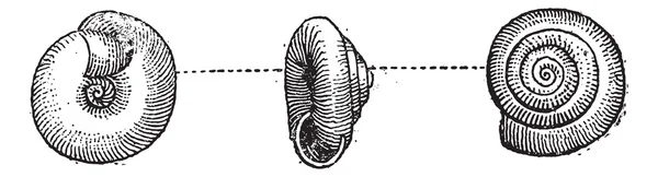 Садовая улитка или спираль, винтажная гравировка — стоковый вектор