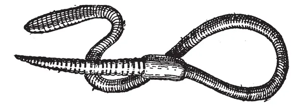 Aardworm of lumbricus terrestris, vintage gravure — Stockvector