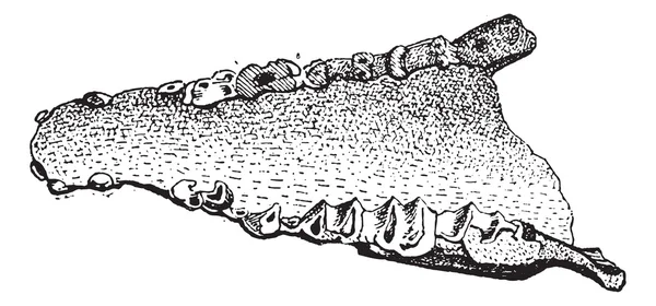 Lophiodon, винтажная гравировка — стоковый вектор