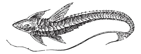 Loricariinae, gravura vintage — Vetor de Stock