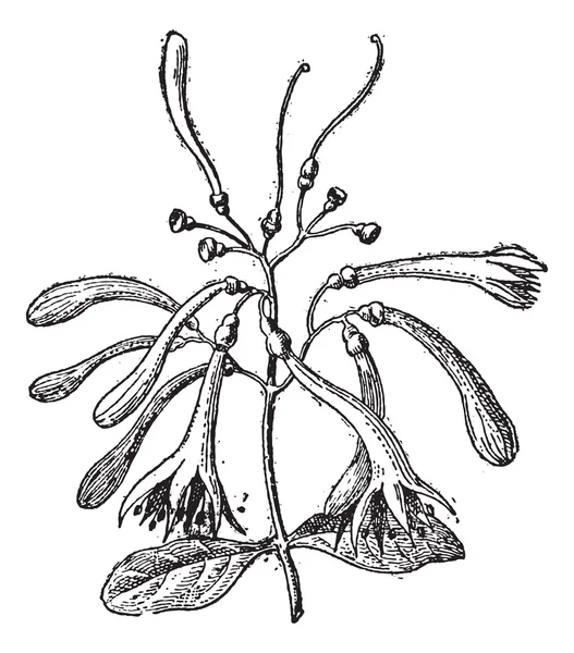Loranthaceae, antika gravür — Stok Vektör