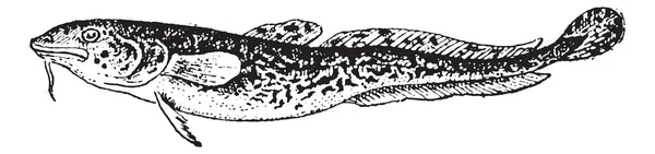 Morina cinsinden bir balık veya lota lota, antika gravür — Stok Vektör