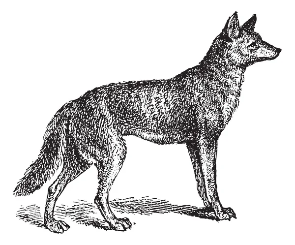 Lobo gris o Canis lupus, grabado vintage — Vector de stock