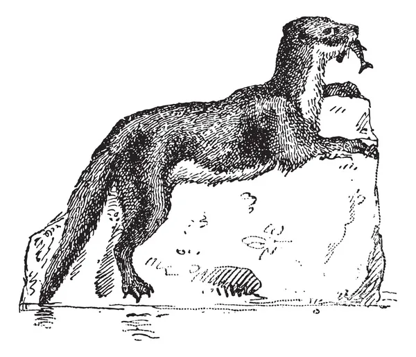 Eurasian Otter ou Lutra lutra, gravure vintage — Image vectorielle