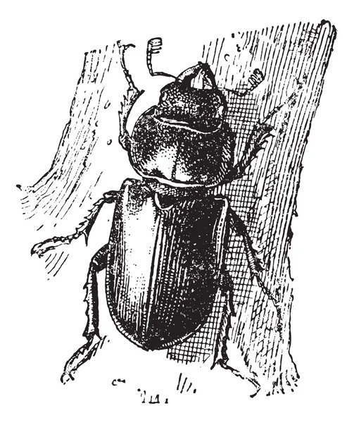 Stag beetle, antika gravür. — Stok Vektör