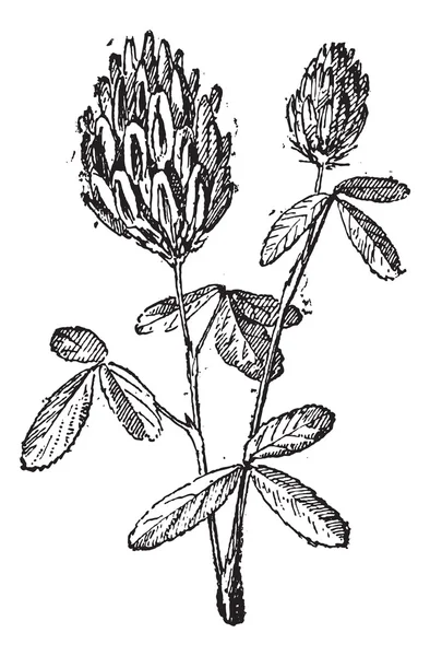 Alfalfa o alfalfa, grabado vintage . — Archivo Imágenes Vectoriales