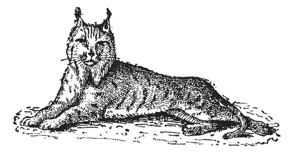 Vaşak veya Bobcat veya Lynx lynx, vintage oyma — Stok Vektör
