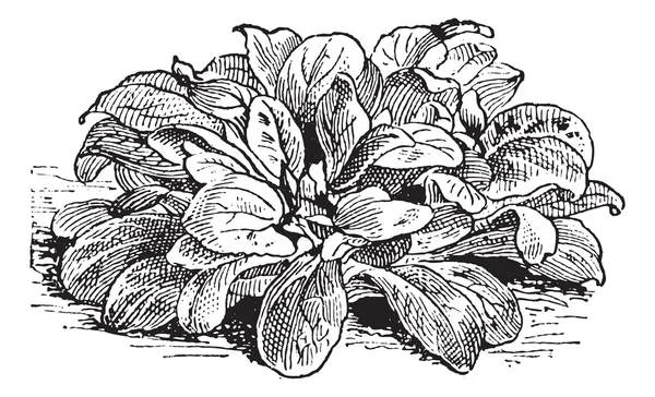 옥수수 샐러드 또는 Valerianella locusta, 빈티지 조각 — 스톡 벡터