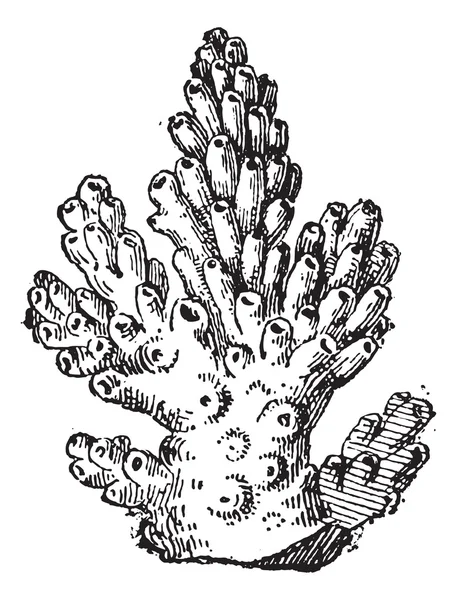 Corail ou Anthozoaires, gravure vintage — Image vectorielle