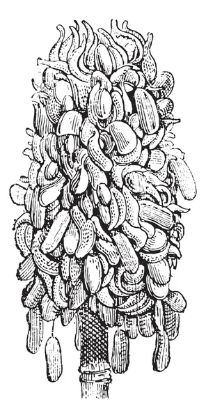 Magnolia or Magnolia sp., vintage engraving — Stock Vector