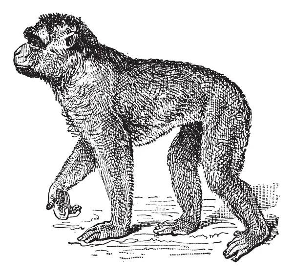 巴巴猕猴或猕猴西尔韦纳斯，复古雕刻 — 图库矢量图片