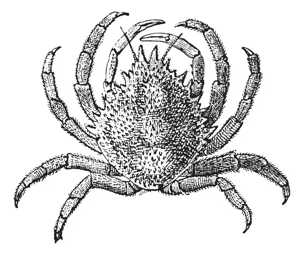 Crabe araignée européenne ou Maja squinado, gravure vintage — Image vectorielle