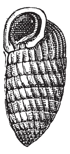 Chrysalis slak of lauria cylindracea, vintage gravure — Stockvector
