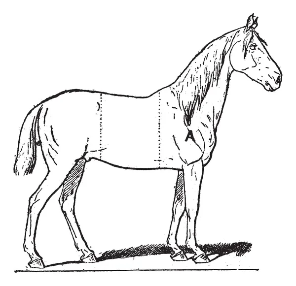 Partes de un caballo montando, grabado vintage — Vector de stock