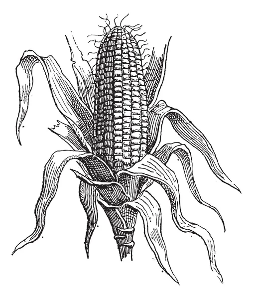 Кукуруза или зеа маи, винтажная гравировка — стоковый вектор