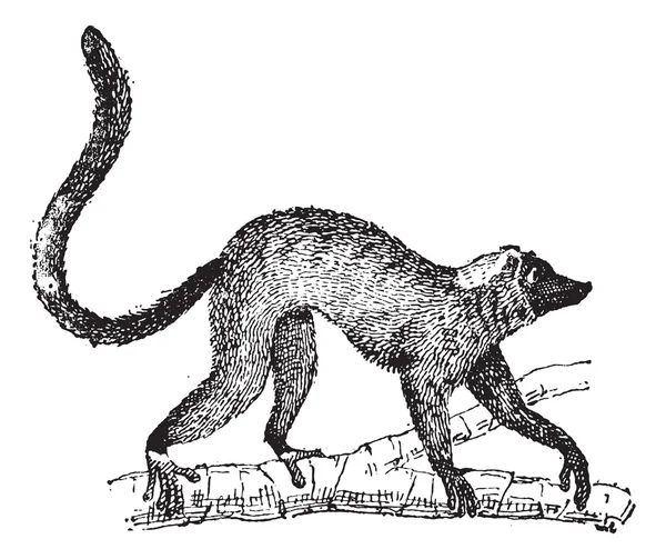 Lemur oder Lemur sp., Vintage-Gravur — Stockvektor