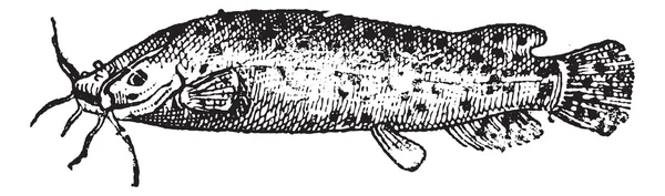 Peixe-gato elétrico ou Malapterurus sp., gravura vintage — Vetor de Stock