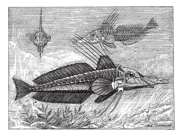 Searobin blindé ou Peristediidae, gravure vintage — Image vectorielle