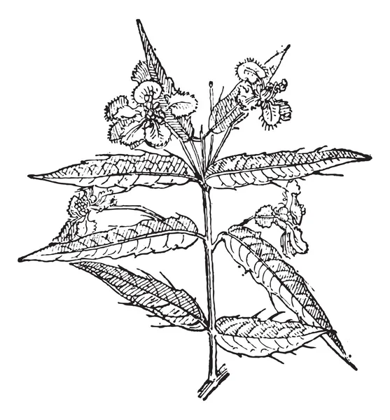 Malpighia или Malpighia sp., винтажная гравировка — стоковый вектор