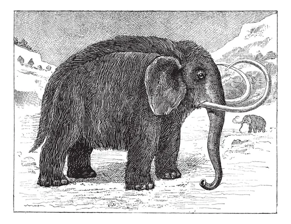 Mamute ou Mammuthus sp., gravura vintage — Vetor de Stock